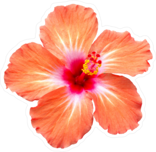 Orange Hibiscus Sticker