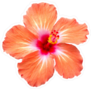 Orange Hibiscus Sticker
