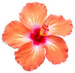 Orange Hibiscus Sticker