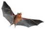 Orange Nectar Bat Sticker