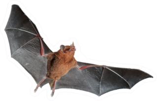 Orange Nectar Bat Sticker