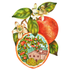 Orange Tree With Flowers From Majorca, Spain Sticker