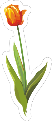 Orange Tulip Flower Sticker