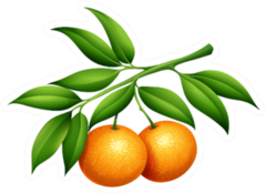 Oranges With Stem And Leaves Sticker