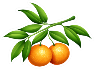 Oranges With Stem And Leaves Sticker