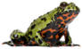 Oriental Fire-bellied Toad Sticker
