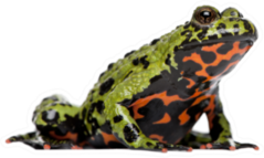 Oriental Fire-bellied Toad Sticker