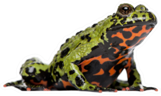Oriental Fire-bellied Toad Sticker