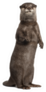 Oriental Small-clawed Otter Standing Sticker