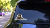 Oriental Small-clawed Otter Sticker on a Rear Car Window (New) example
