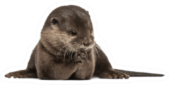 Oriental Small-clawed Otter Sticker