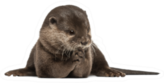Oriental Small-clawed Otter Sticker