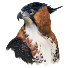 Ornate Hawk Sticker