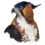 Ornate Hawk Sticker