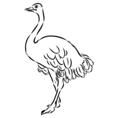 Ostrich Hand Drawn Sticker