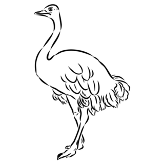 Ostrich Hand Drawn Sticker