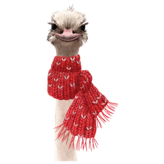 Ostrich Head In A Knitted Red Scarf Sticker