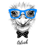 Ostrich Hipster Head Sticker