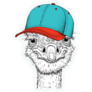 Ostrich In Teal Hat Sticker