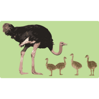 Ostrich Mother And Baby Green Sticker