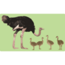 Ostrich Mother And Baby Green Sticker