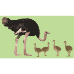 Ostrich Mother And Baby Green Sticker