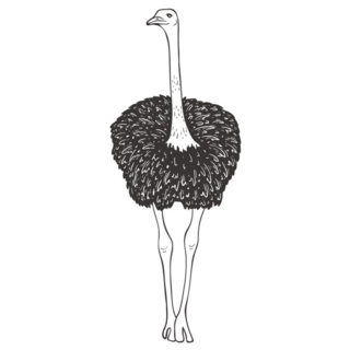 Ostrich On Safari Sticker