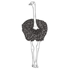 Ostrich On Safari Sticker