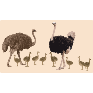 Ostrich Parents Raising Young Sticker