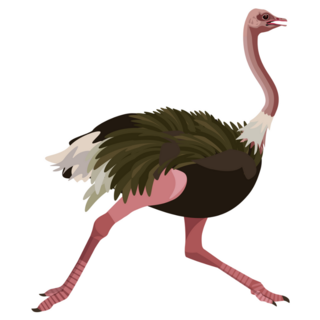 Ostrich Running Solo Sticker