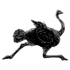 Ostrich Silhouette Running Sticker 