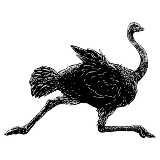 Ostrich Silhouette Running Sticker 