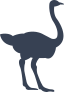 Ostrich Sticker