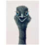 Ostrich With Blue Eyes Sticker