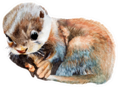 Otter Baby Watercolor Isolated Sticker