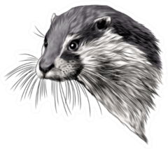 Otter Sketch Head Sticker