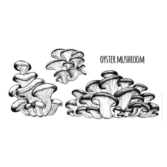 Oyster Mushrooms Illustration Hand Drawn Sticker
