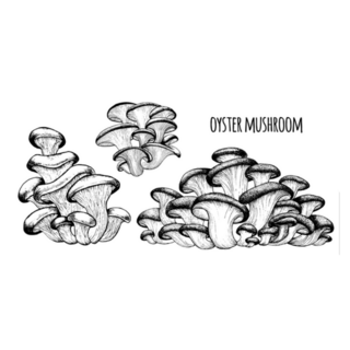 Oyster Mushrooms Illustration Hand Drawn Sticker