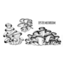 Oyster Mushrooms Illustration Hand Drawn Sticker