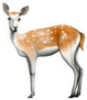 Painted Deer Sticker