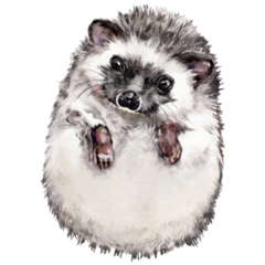 Painted Hedgehog Sticker 
