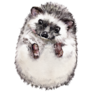 Painted Hedgehog Sticker 