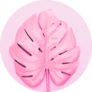 Painted Tropical Palm Leaf Of Monstera In Pink Sticker