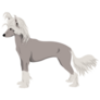 Pale Chinese Crested Sticker