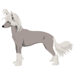 Pale Chinese Crested Sticker