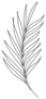 Palm Leaf Line Art Contour Drawing Sticker