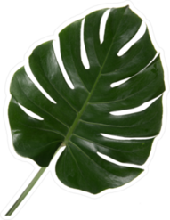 Palm Leaf Sticker