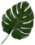 Palm Leaf Sticker