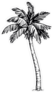 Palm Tree Drawing Sticker