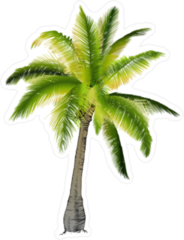 Palm Tree Hand Drawing Sticker